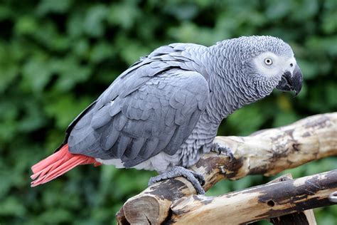 African Grey Parrot | The Maryland Zoo