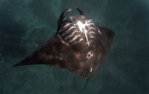 New study shows where manta rays thrive