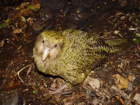 The critically endangered Kakapo bird has a strong, pleasant, musty odour which allows predators ...