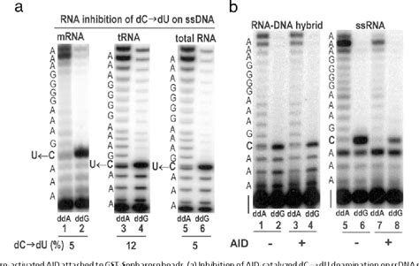 Cytidine | Semantic Scholar