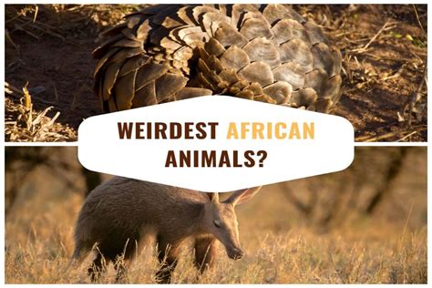 Top 12 Weird Animals in Africa - Mind-Blowing & Bizarre