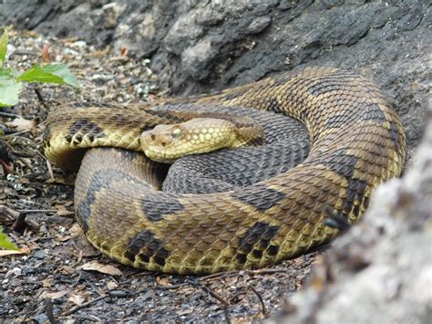 Timber Rattler I found yesterday while hiking : r/herpetology