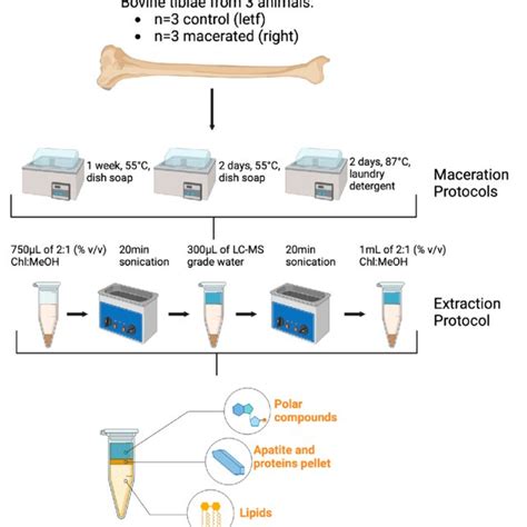 Schematic representation of maceration protocols and compound extraction. | Download Scientific ...