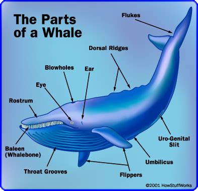 Body Parts Of Whale