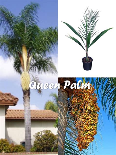 Queen Palm Tree Seeds | ubicaciondepersonas.cdmx.gob.mx