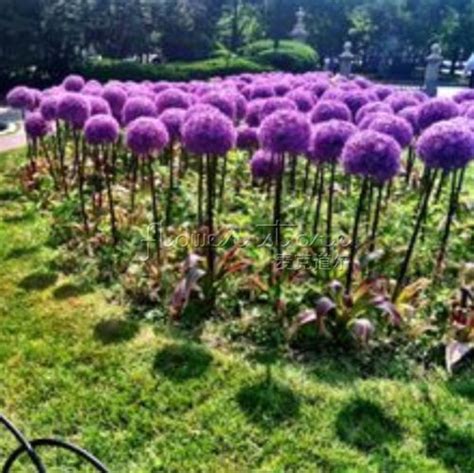 GIANT ALLIUM GLOBEMASTER Allium Giganteum Flower 10 Seeds~organic | Property Room