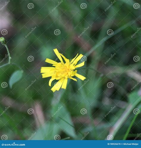 Catsear flower stock photo. Image of common, bloom, flatweed - 98926670