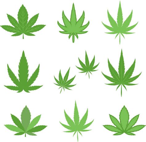 Best Pot Leaf Illustrations, Royalty-Free Vector Graphics & Clip Art ...