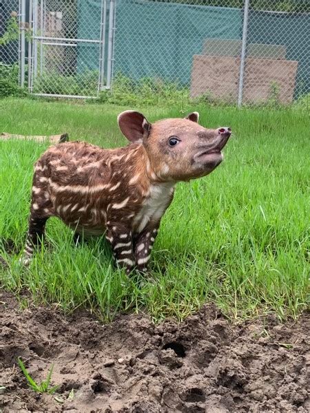 Endangered Baird’s Tapir Born at Audubon Zoo