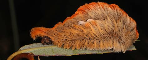 This Fuzzy Caterpillar Conceals a Venom Unlike Any Ever Seen in Insects : ScienceAlert