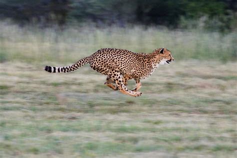 Cheetah Acinonyx Jubatus Running Photograph by Suzi Eszterhas - Pixels