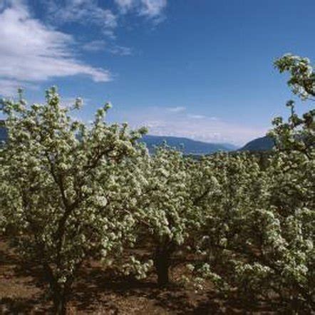 Dwarf Peach Tree Varieties | Home Guides | SF Gate