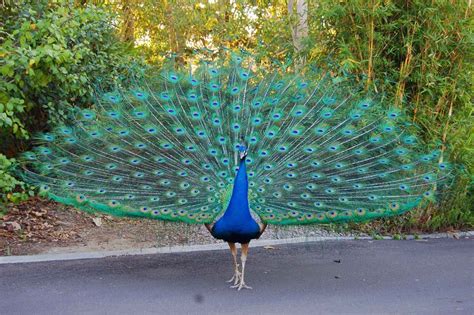 Related image | Most beautiful birds, Beautiful birds, Peacock pictures