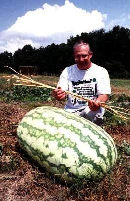 Giant Watermelon Seeds (10-Pack)