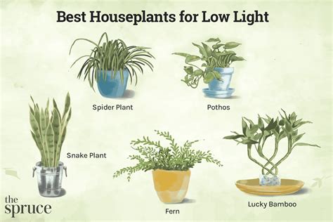 Houseplants For Low Light Conditions | Shelly Lighting