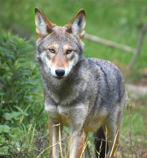 Red Wolf | Akron Zoo