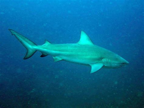 Bull shark - Wikipedia