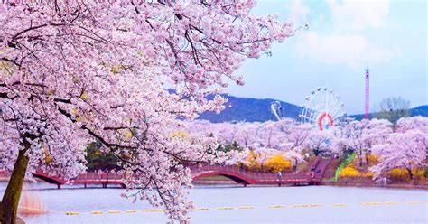 Gyeongju Cherry Blossom Festival 2019 Day Tour from Seoul - Trazy, Korea's #1 Travel Guide