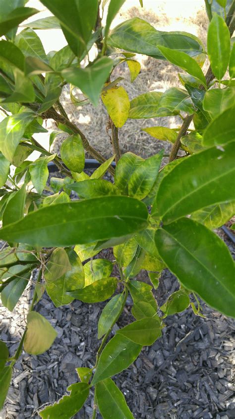 Orange | Tangerine tree leaves turning yellow