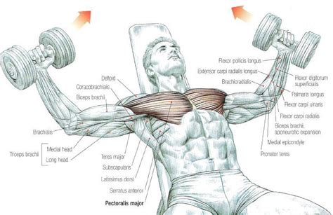 Exercise The Right Way - The Flat Dumbbell Fly - Bodydulding