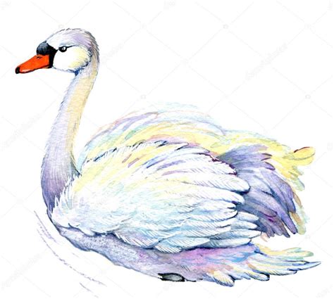 Swan Drawing Images at GetDrawings | Free download