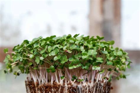 Alfalfa vs Bean Sprouts: Difference and Comparison