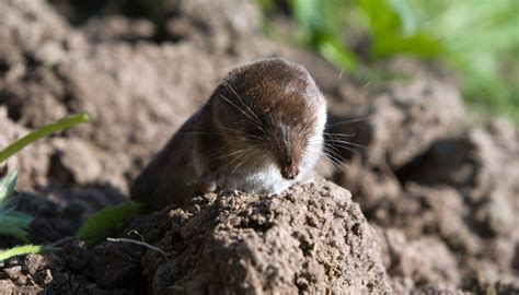 Difference Between a Mole & a Shrew | Sciencing