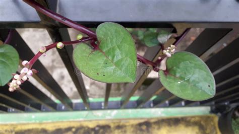 Binahong Leaves for Herbal Medicine Stock Photo - Image of plant, medicine: 260157708