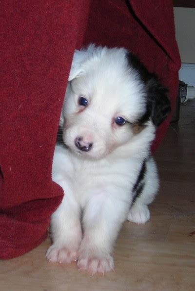 Cute Border Collie Puppies Pictures ~ BLOG OF CUTE PUPPIES PICTURES