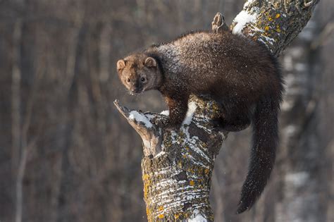 Fisher cats: Animals that aren't cats, nor are they really fishers | Live Science