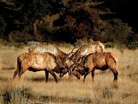 Four Elk Fighting Photograph by Joel Riner