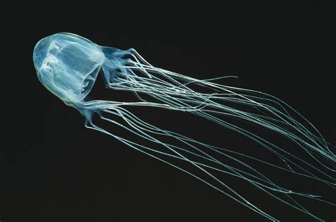 Box jellyfish | Size, Habitat, Venom, & Facts | Britannica