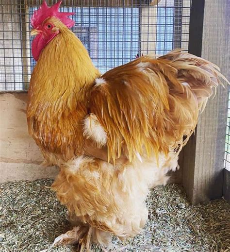 Cochin Chicken: Eggs, Height, Size and Raising Tips