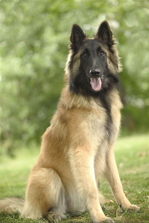 45 Best Large Dog Breeds for People Who Have a Lot of Love to Give in 2020 | Best large dog ...