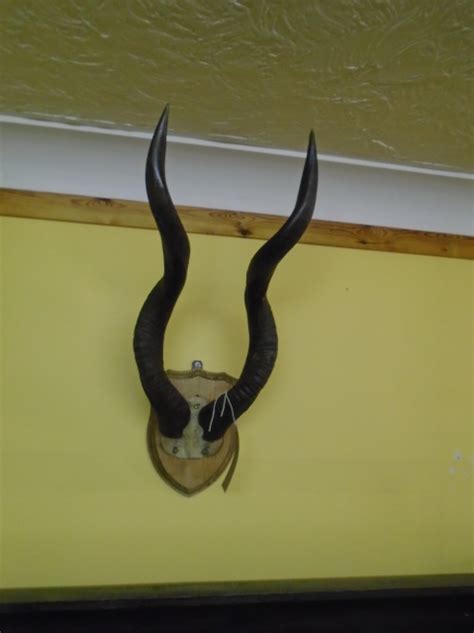 Mounted Kudu Antlers (DA-048) SOLD