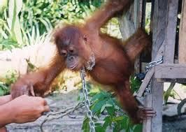 Laws flaunted: flourishing pet trade threatens orangutan survival ...