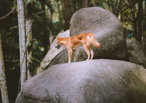 Dingo Howl Stock Photos, Pictures & Royalty-Free Images - iStock