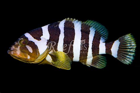 Ultra-rare Banded Grouper (Epinephelus amblycephalus) At Reefwise