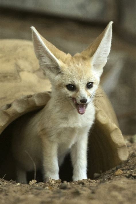 Newborn fennec foxes frolic in Ramat Gan Safari | The Times of Israel