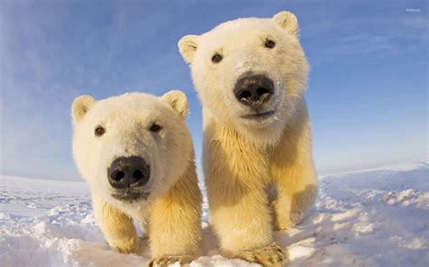 Polar bear cubs wallpaper - Animal wallpapers - #27729