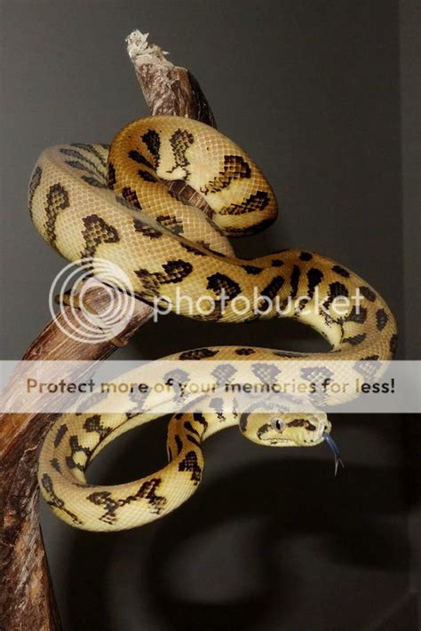 Europe Het albino Jaguars and siblings - Reptile Forums