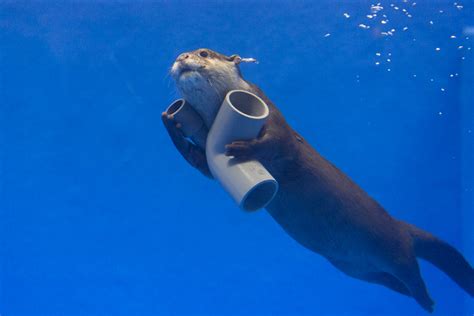 Otter Swims Away with His New Pipe Toy — The Daily Otter