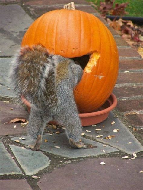 Random Photo: Squirrel eating pumpkin (2 Photos) - MajorGeeks