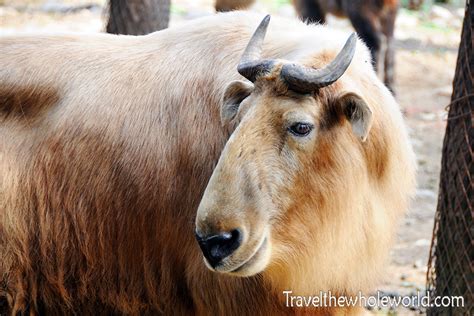 Visiting Zhouzhi Wildlife Reserve - Travel The Whole World