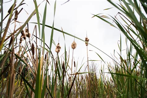 Plants — The Wetland Conservancy