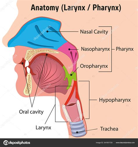 Anatomy Of Larynx