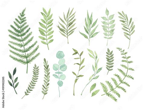 Vector watercolor illustrations. Botanical clipart. Set of Green leaves, herbs and branches ...