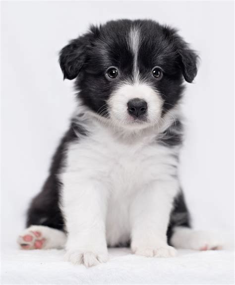 Border Collie Puppies - Animal Facts Encyclopedia