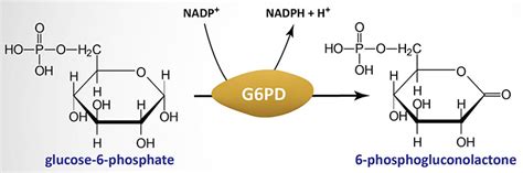 Glucose-6-Phosphate Dehydrogenase (G6PDH) Deficiency - The Medical Biochemistry Page