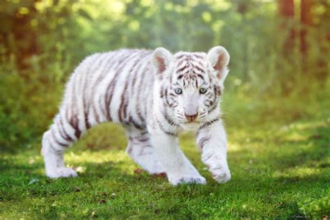 Cute Albino Tiger Cubs